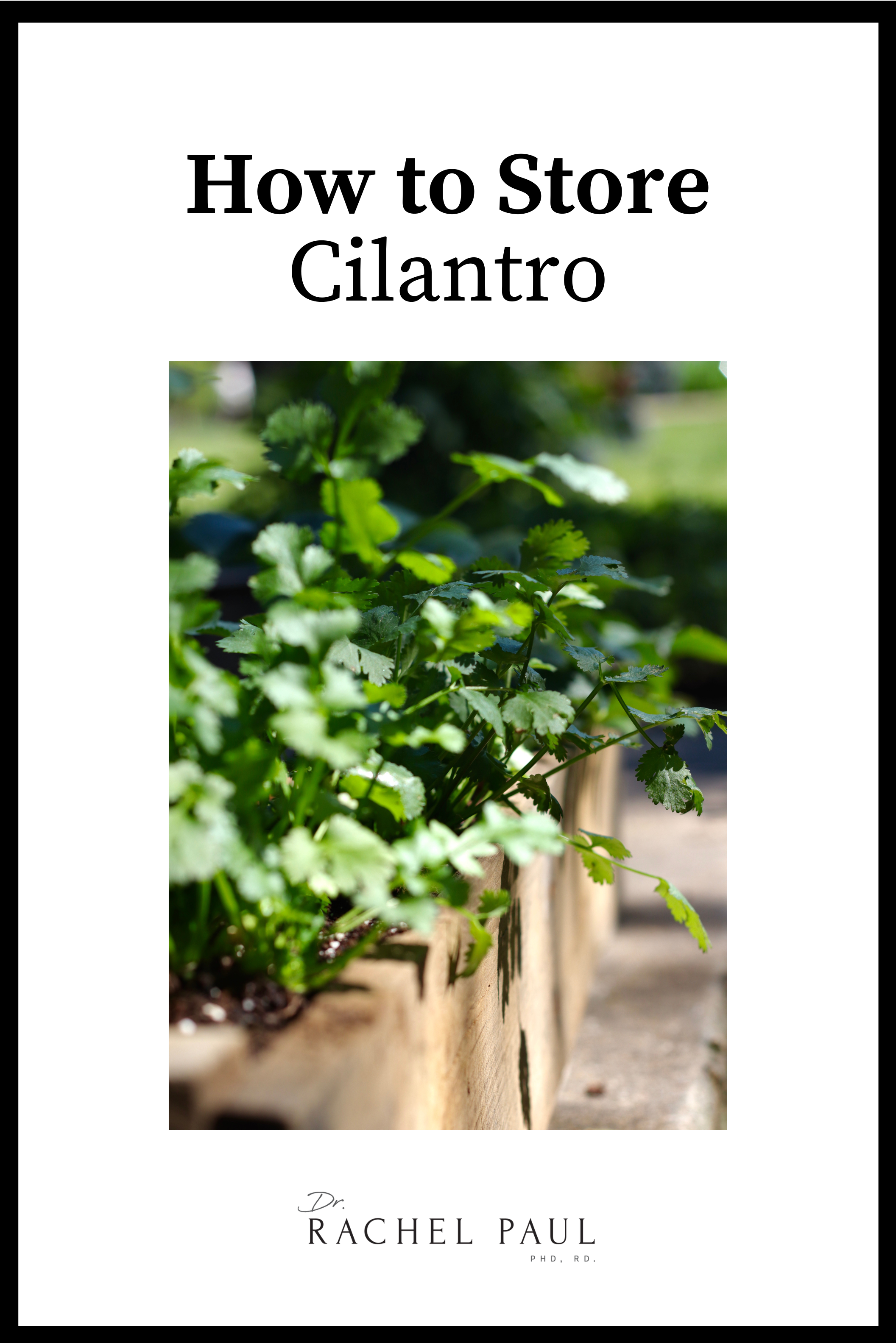 How To Store Cilantro